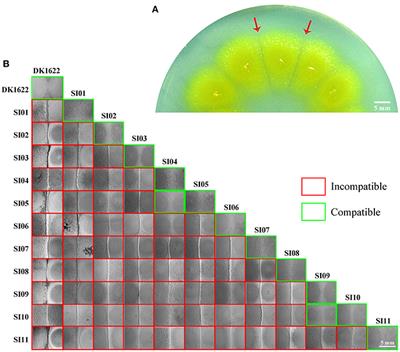 Competitive Interactions Between Incompatible Mutants of the Social Bacterium Myxococcus xanthus DK1622